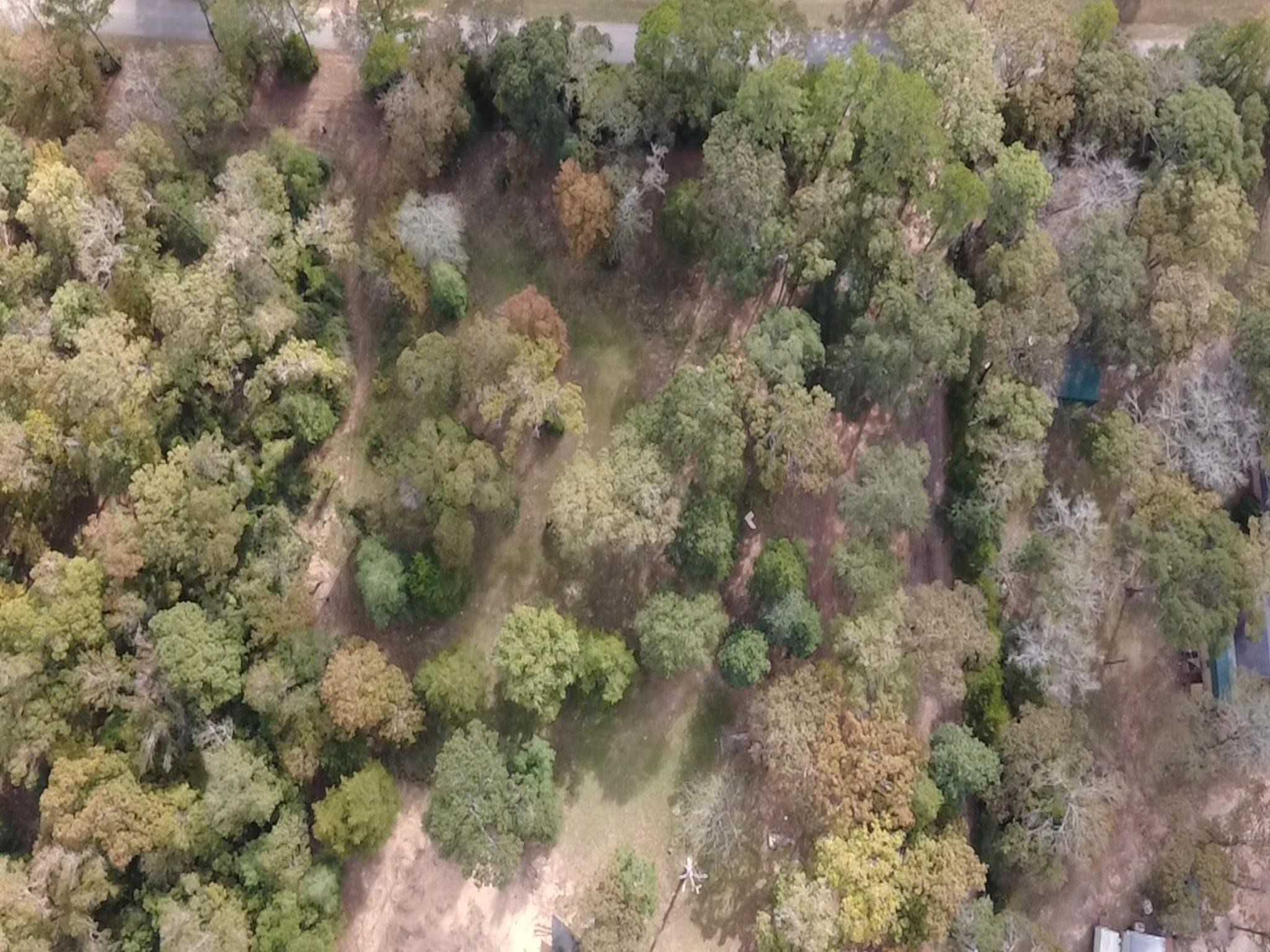 Tbd Magnolia Drive Conroe, TX 77303 - Photo 2 of 11 a view of a forest with lots of trees