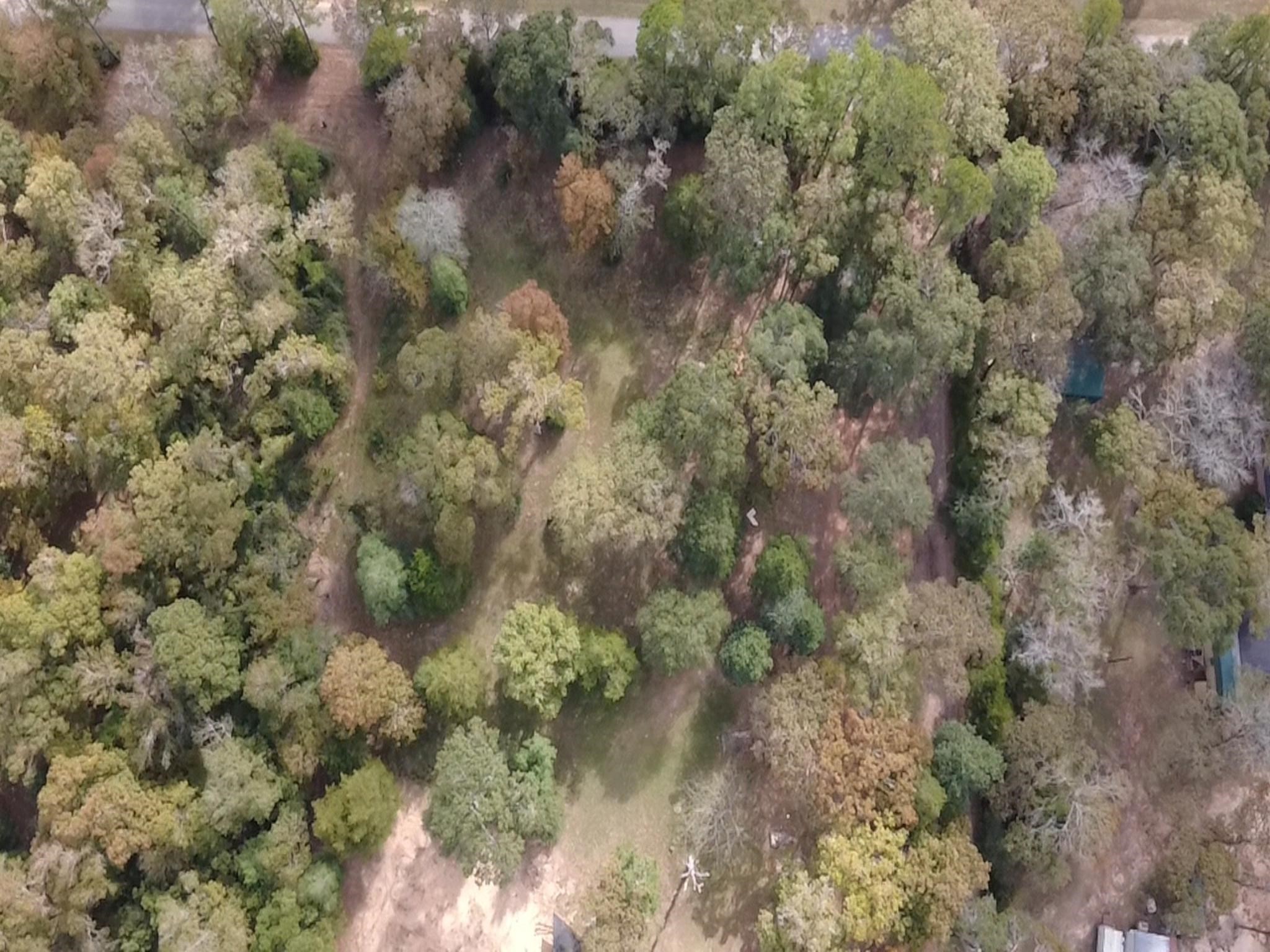 Tbd Magnolia Drive Conroe, TX 77303 - Photo 3 of 11 a view of a forest with lots of trees