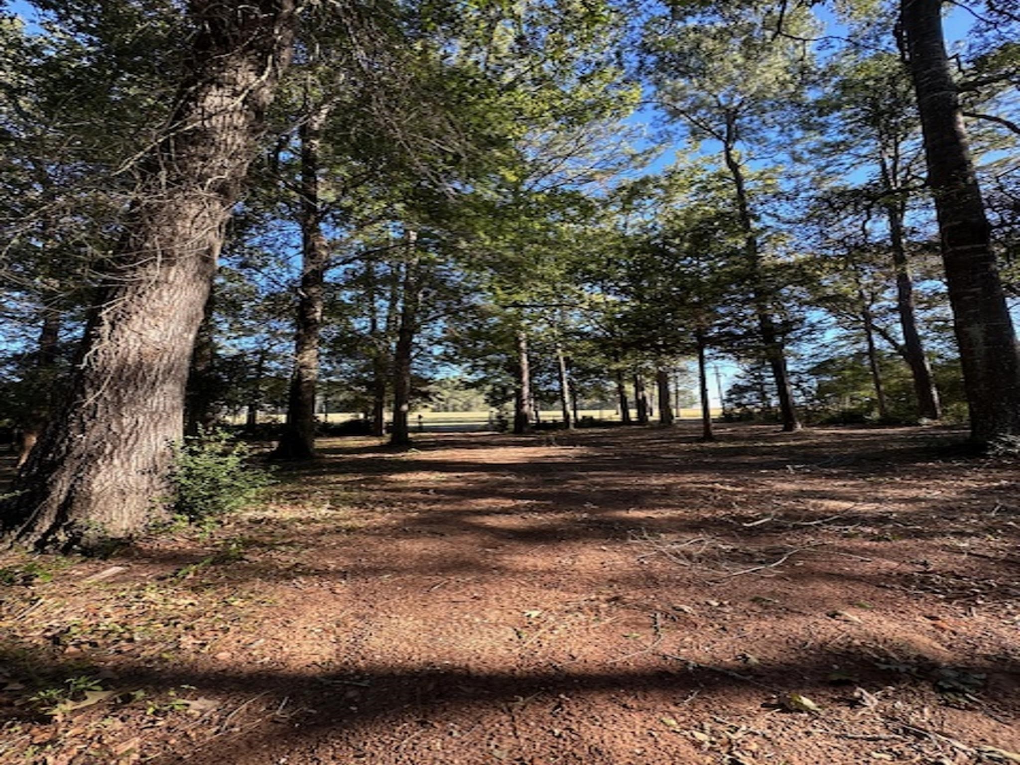 Tbd Magnolia Drive Conroe, TX 77303 - Photo 10 of 11 a view of road with trees