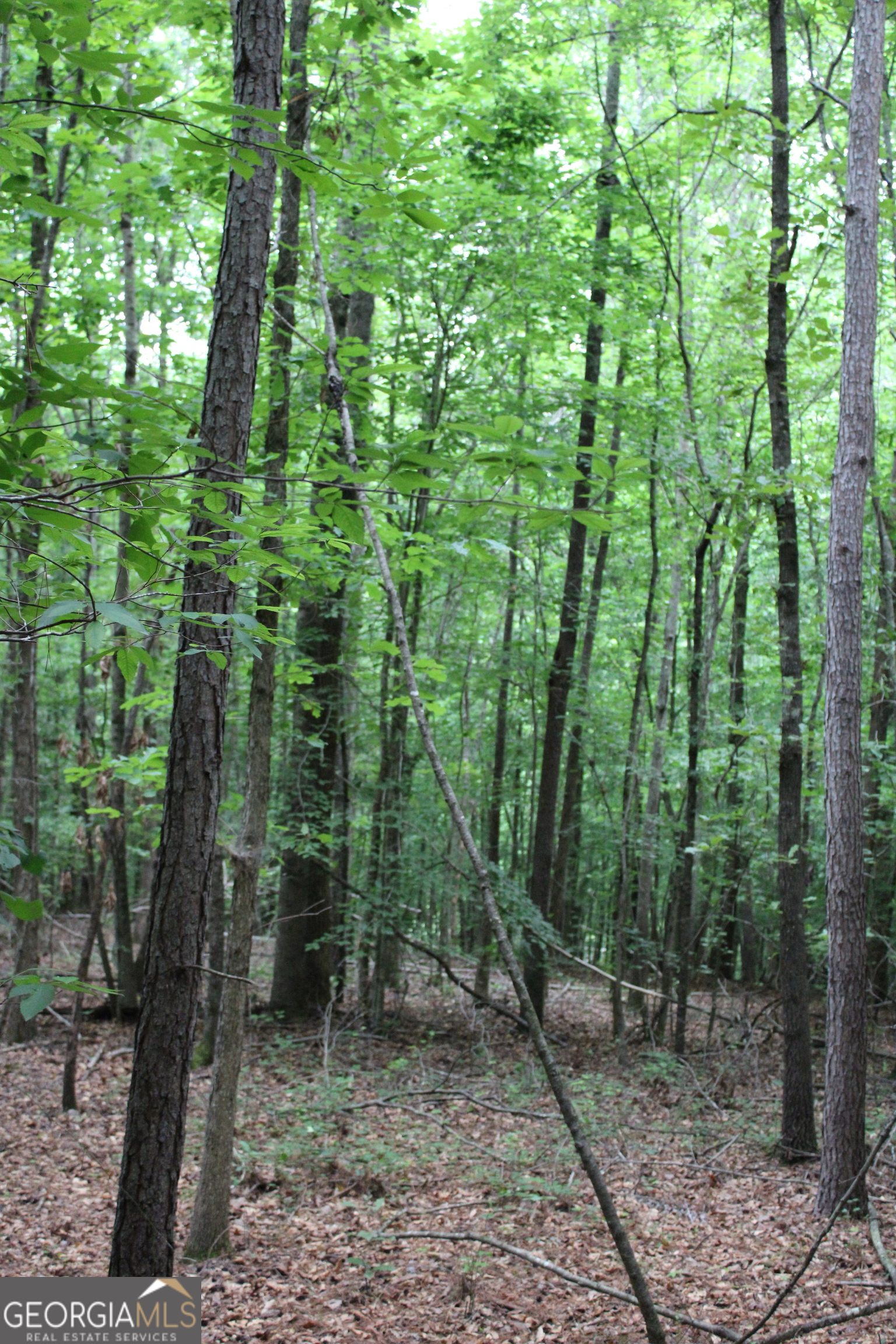 2 Garnett Ward Road Hull, GA 30646 - Photo 4 of 24 a view of forest