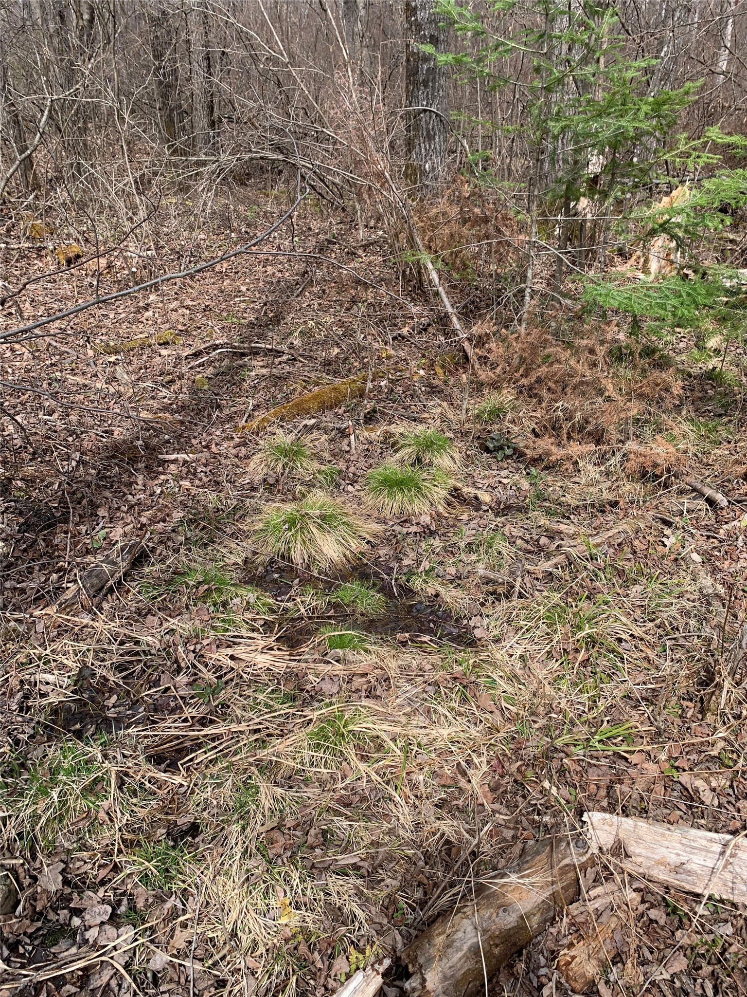 80-acres 80-acres Off South Park Road Butternut, WI 54514 - Photo 27 of 44