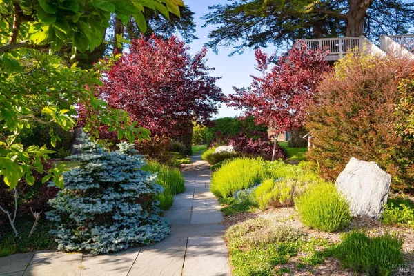 a view of a back yard with plants and large trees