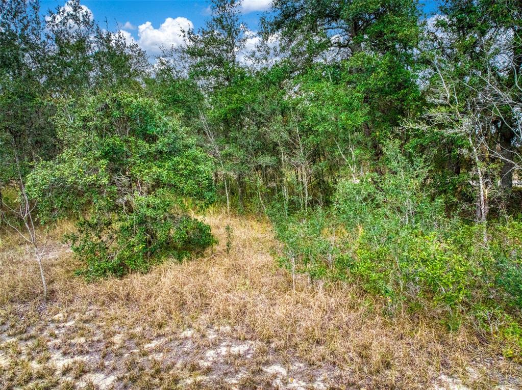 2713 West Hasbrouck Road Avon Park, FL 33825 - Photo 10 of 14 a view of a garden with a tree
