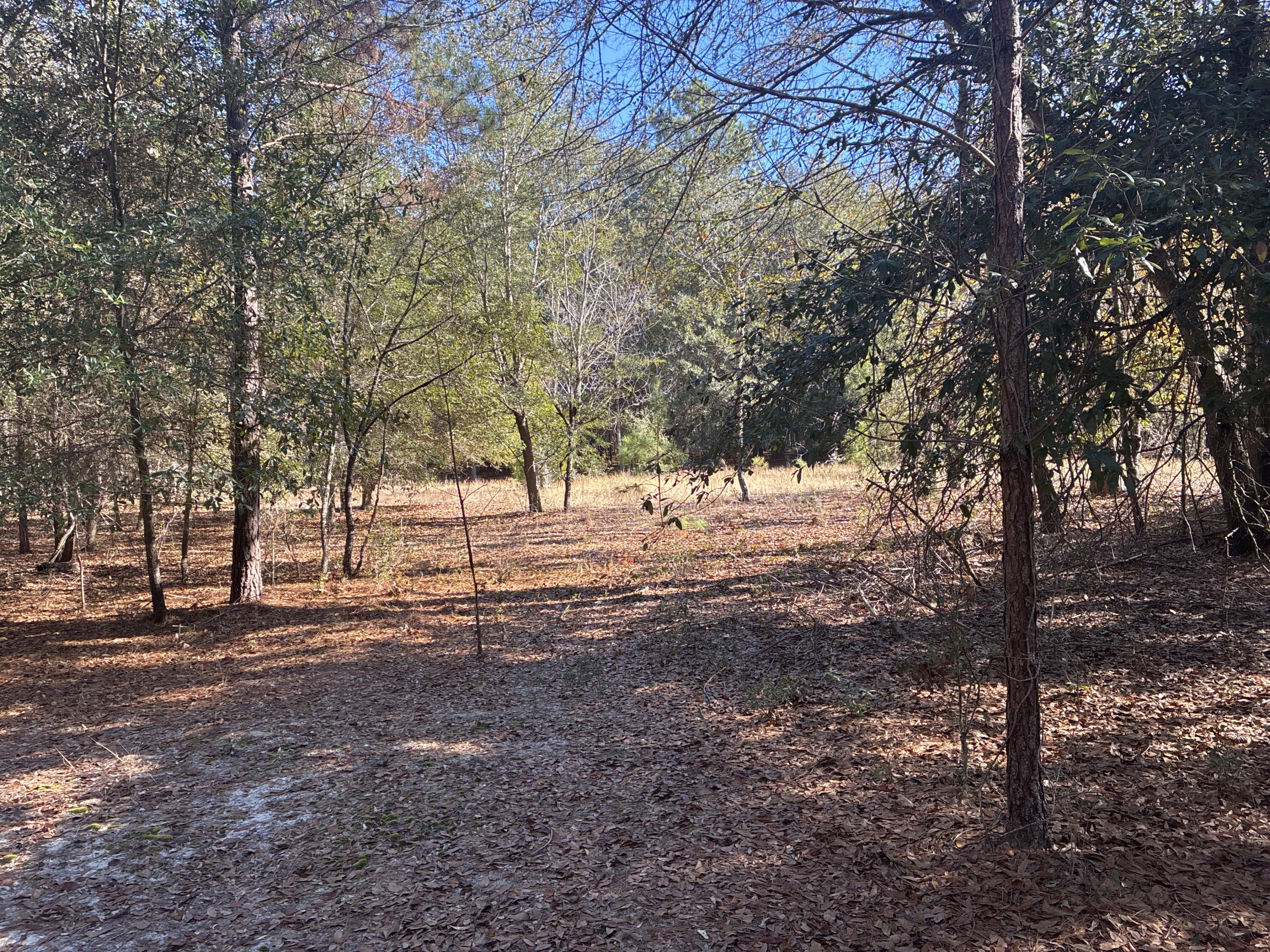 0 Tyler Road Norway, SC 29113 - Photo 11 of 15 Image_251211_123430