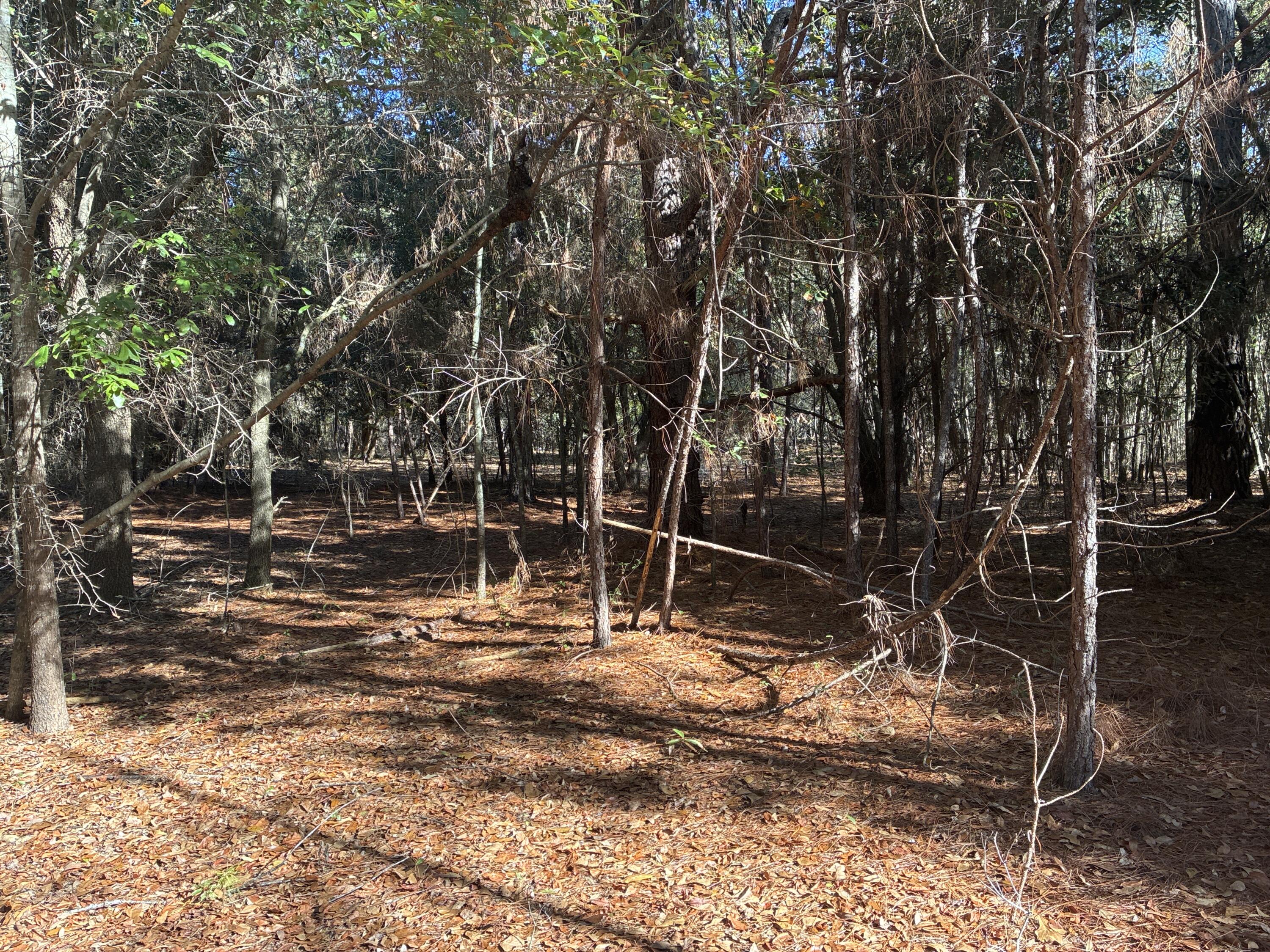 0 Tyler Road Norway, SC 29113 - Photo 13 of 15 Image_251211_123328