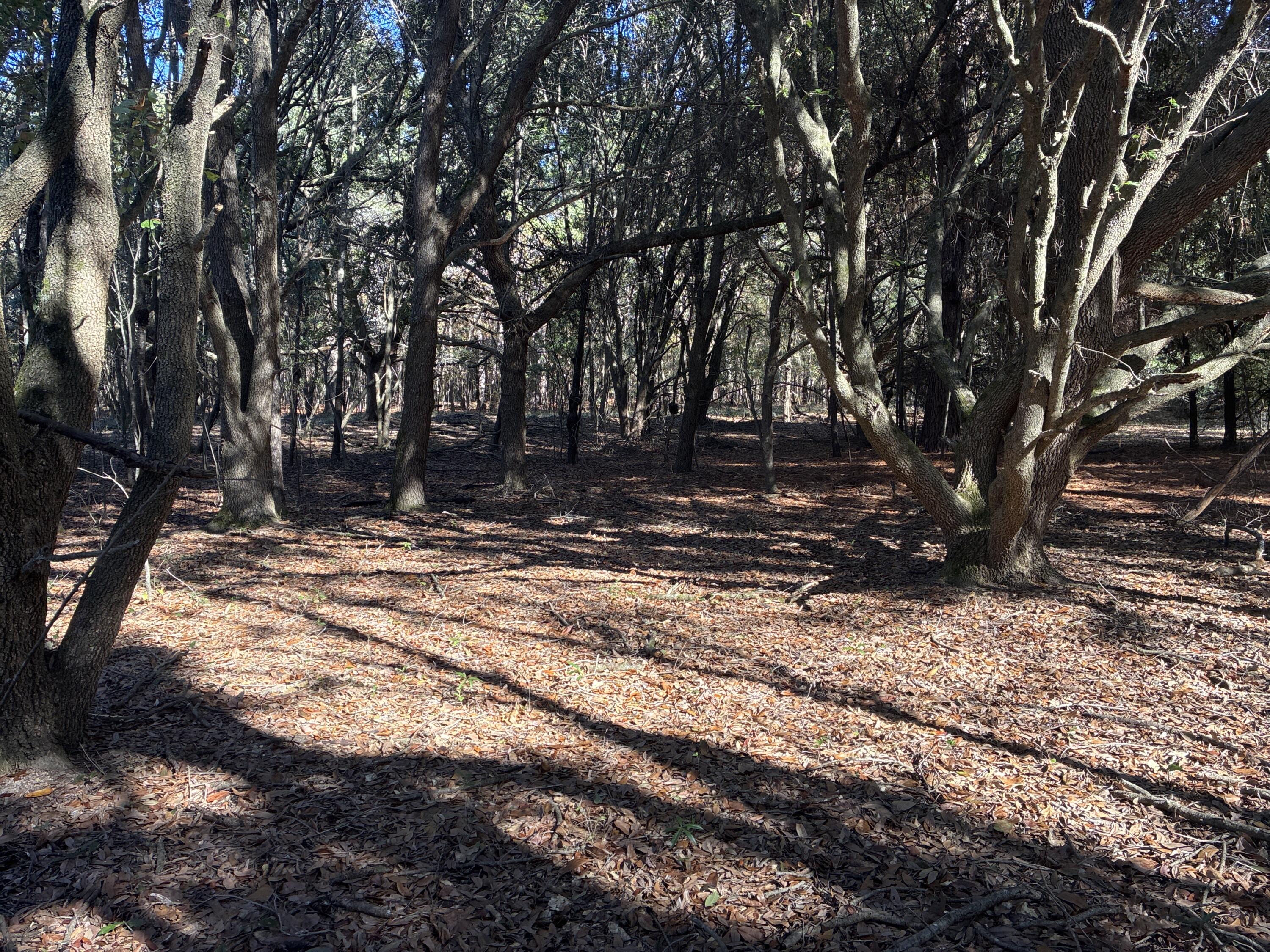 0 Tyler Road Norway, SC 29113 - Photo 14 of 15 Image_251211_123247