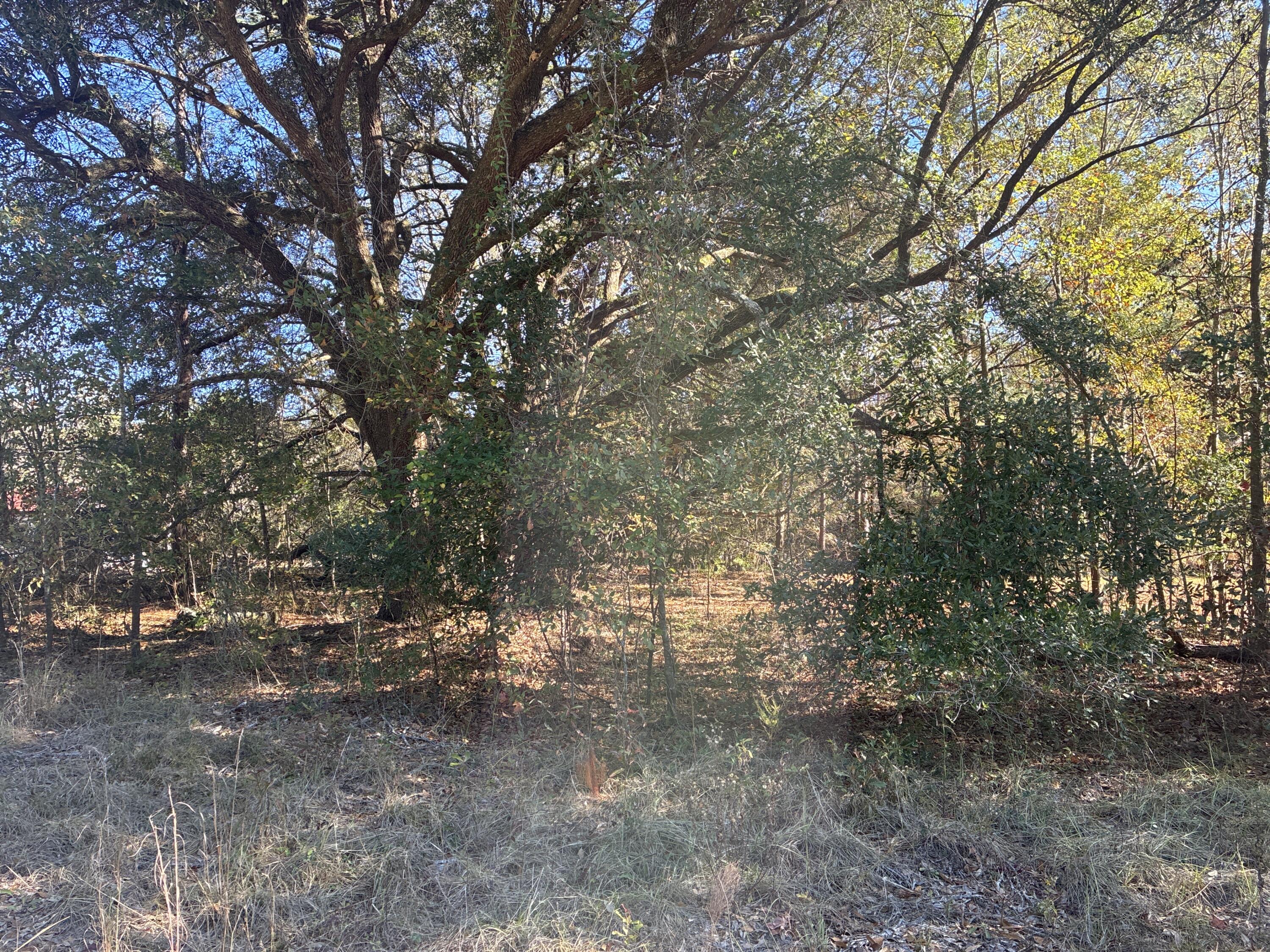 0 Tyler Road Norway, SC 29113 - Photo 15 of 15 Image_251211_123231