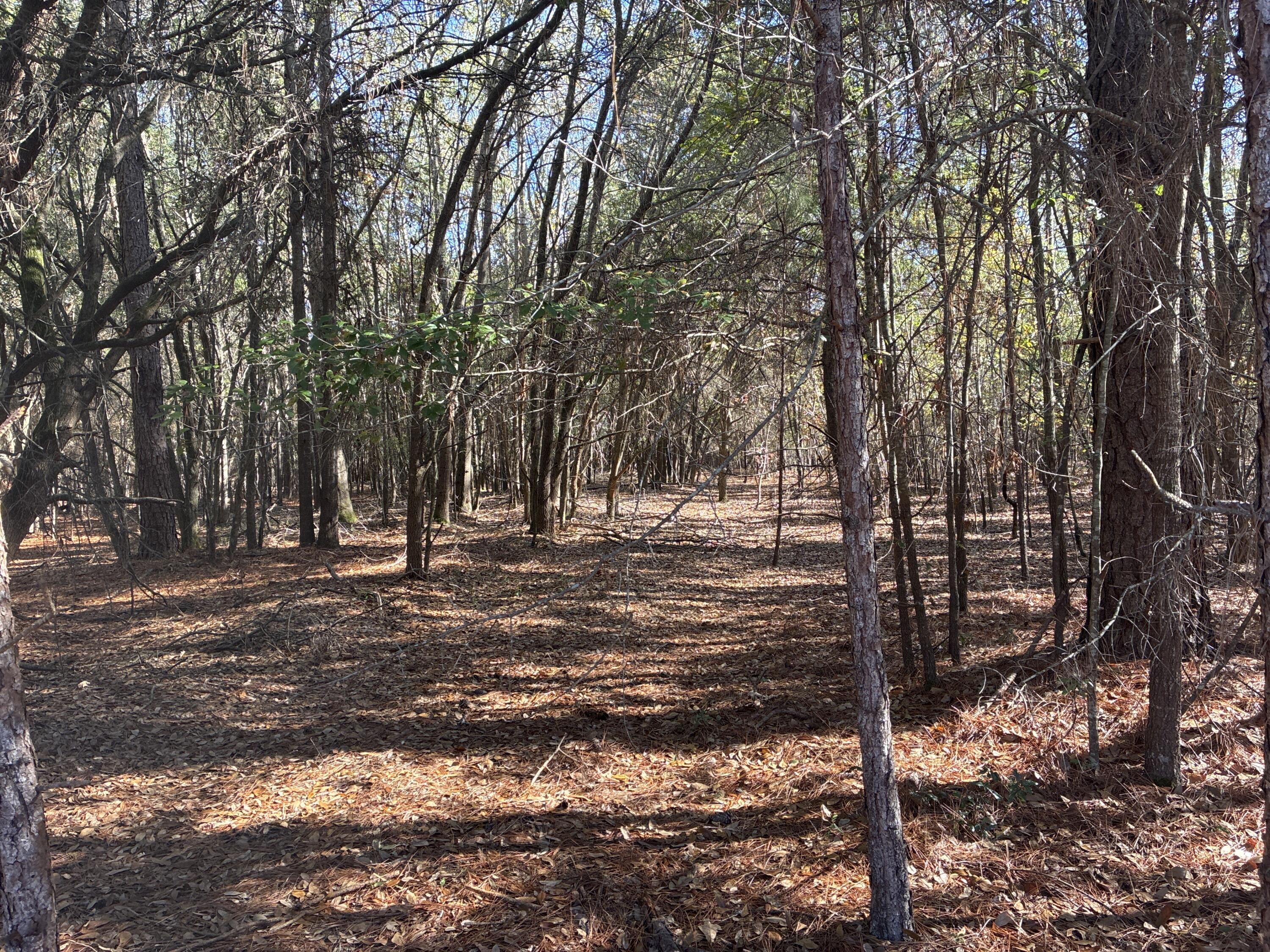 0 Tyler Road Norway, SC 29113 - Photo 8 of 15 Image_251211_123732