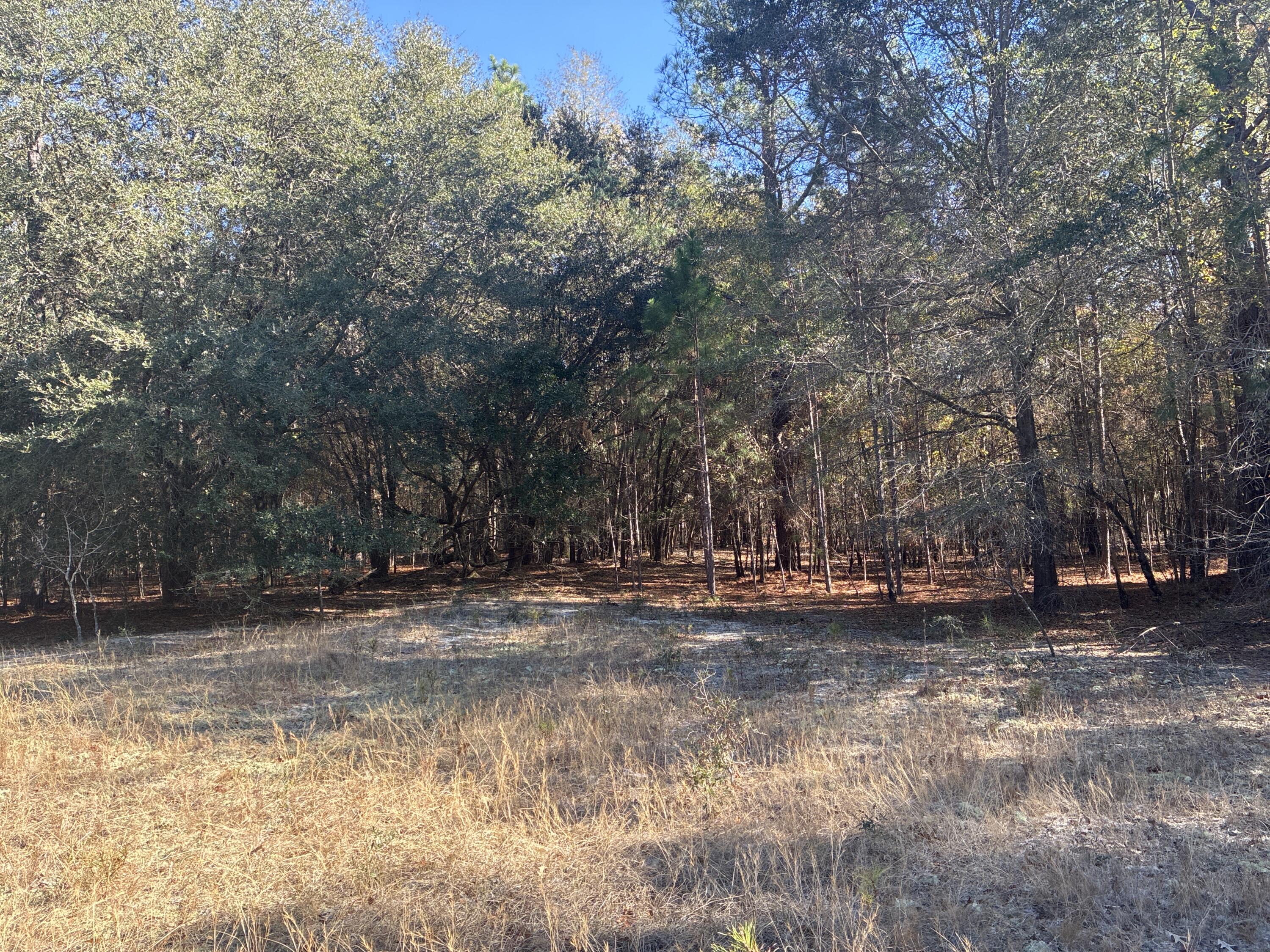 0 Tyler Road Norway, SC 29113 - Photo 10 of 15 Image_251211_123646