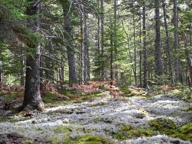 $199,000 | 0 Seawall Map/lot 17/11-01 Rd Harbor, Southwest Harbor, ME 04679