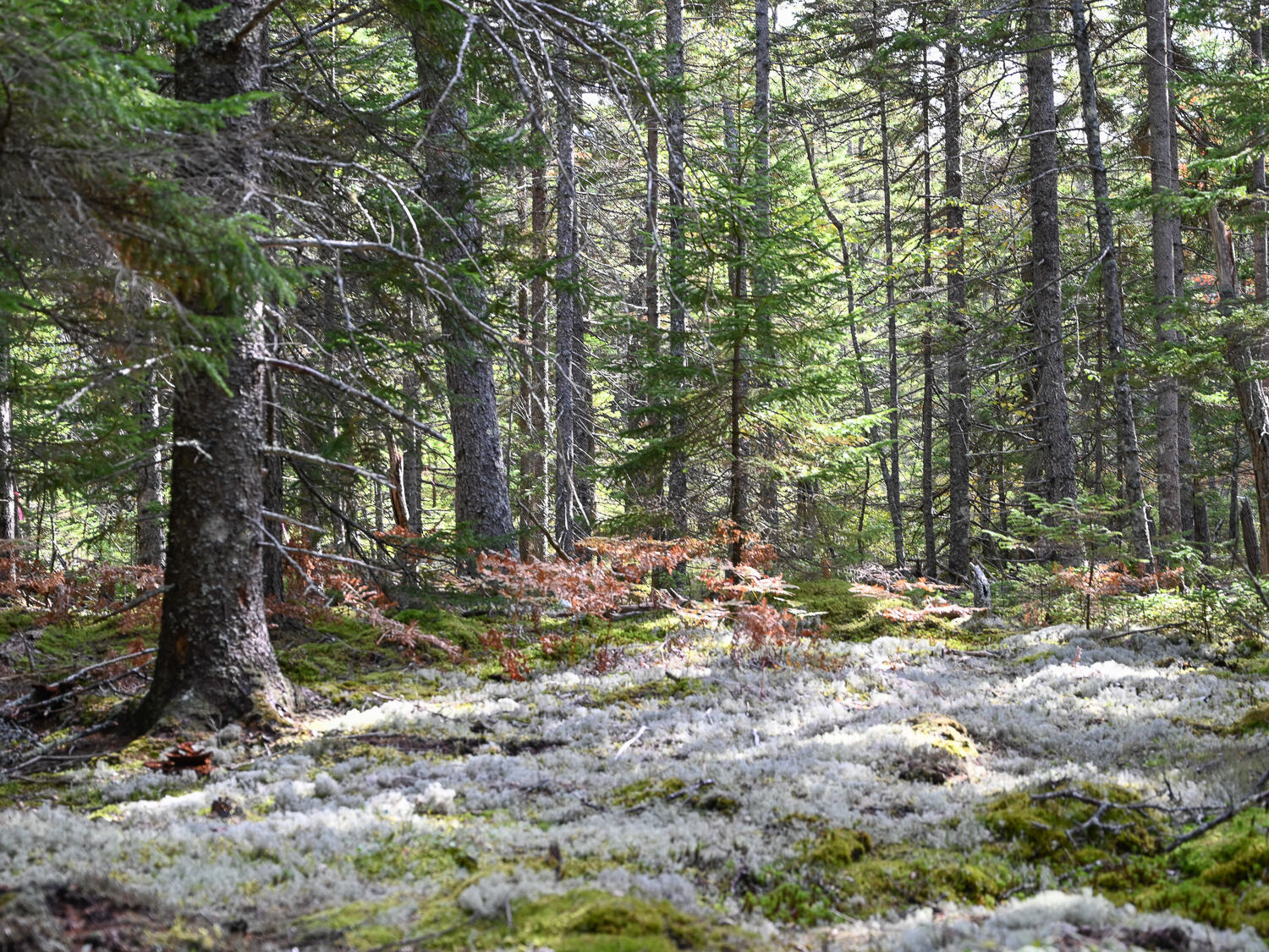 0 Seawall Map/lot 17/11-01 Rd Harbor Southwest Harbor, ME 04679 - Photo 12 of 18 Lots 1-6