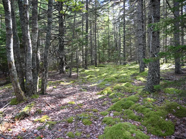 $199,000 | 0 Seawall Map/lot 17/11-01 Rd Harbor, Southwest Harbor, ME 04679