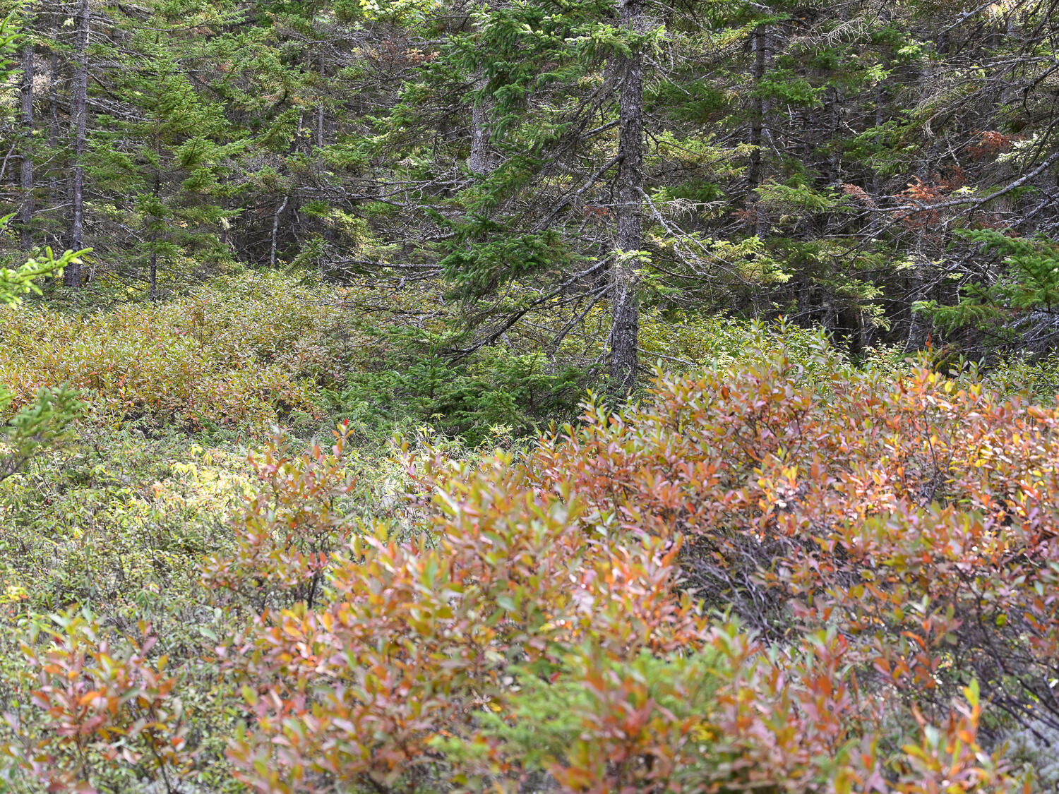 0 Seawall Map/lot 17/11-01 Rd Harbor Southwest Harbor, ME 04679 - Photo 10 of 18 Lots 1-6