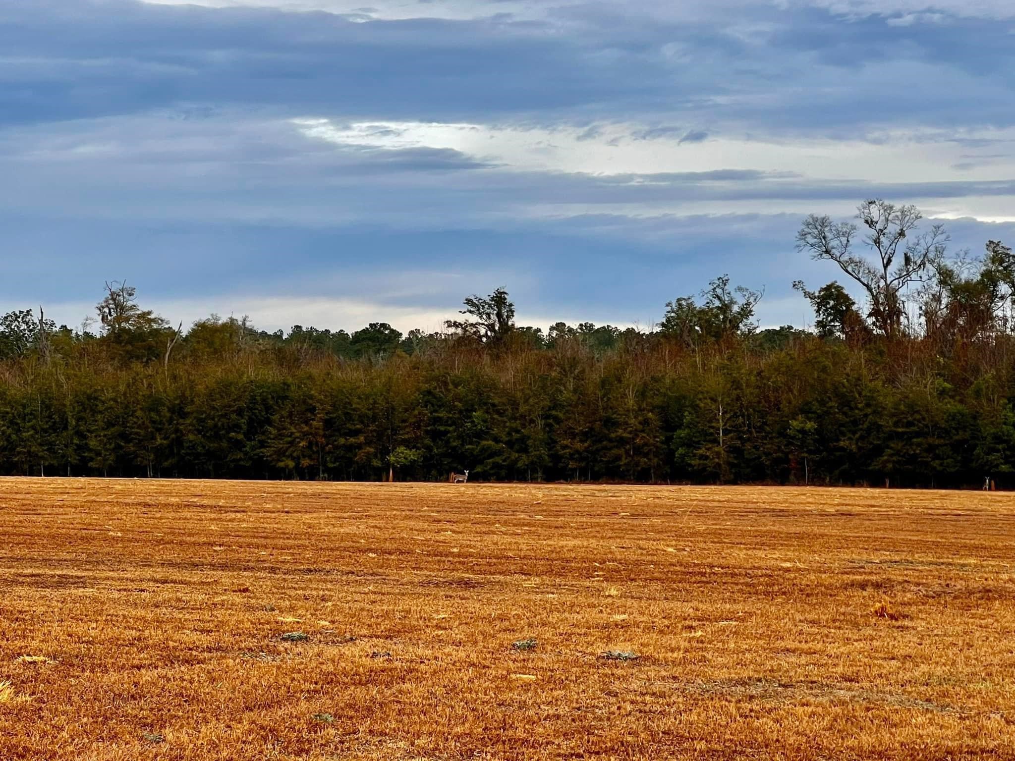 Xxx Luten Road Quincy, FL 32352 - Photo 1 of 1 Gallery Image 1