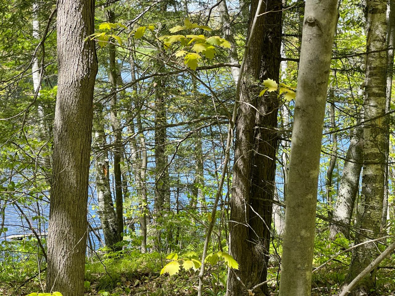 On On Shore Rd Summit Lake Summit Lake, WI 54485 - Photo 13 of 13 Gallery Image 13