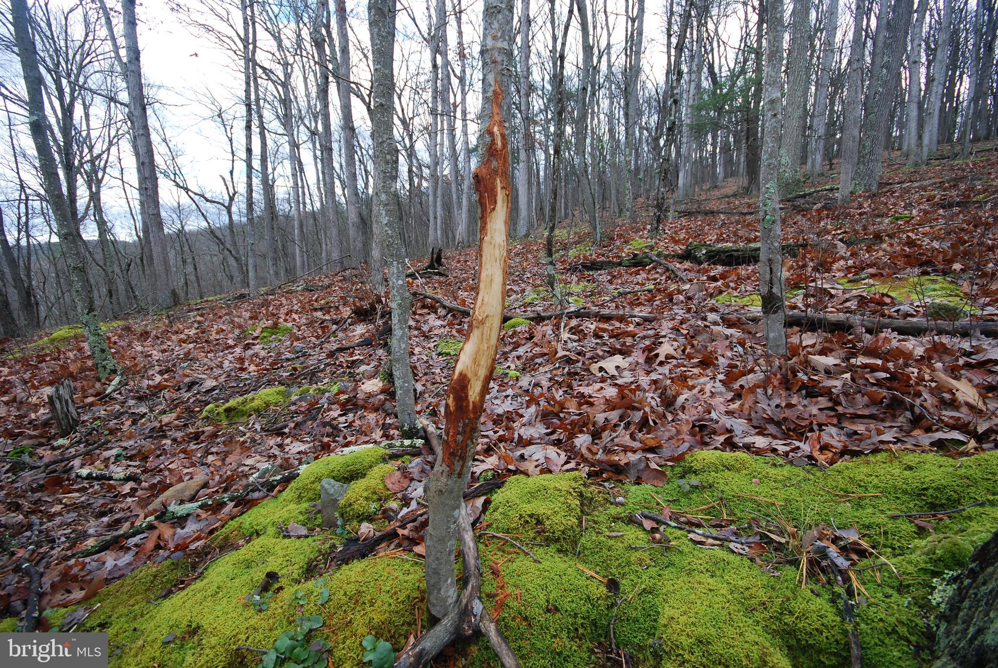Lot 70-71 Mill Mountain Road Romney, WV 26757 - Photo 41 of 52