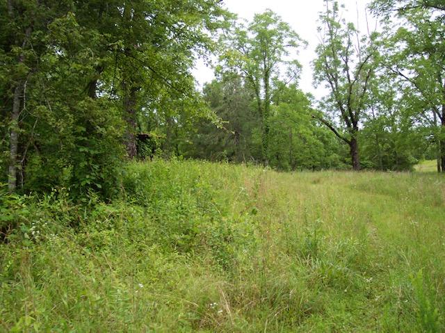 Jim McGill Road Deer Lodge, TN 37726 - Photo 2 of 40 100_1059