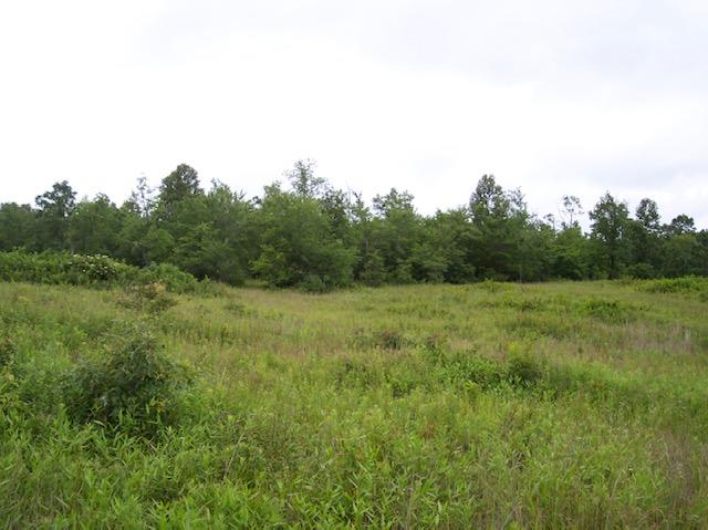 Jim McGill Road Deer Lodge, TN 37726 - Photo 11 of 40 100_1035
