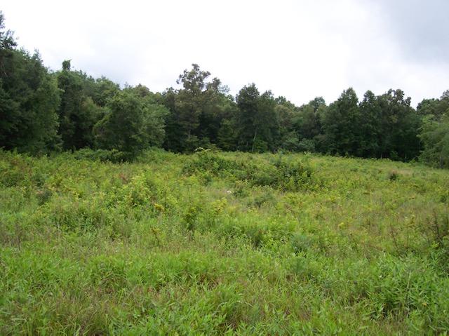 Jim McGill Road Deer Lodge, TN 37726 - Photo 12 of 40 100_1037