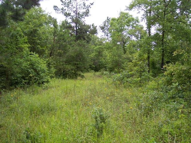 Jim McGill Road Deer Lodge, TN 37726 - Photo 15 of 40 100_1051