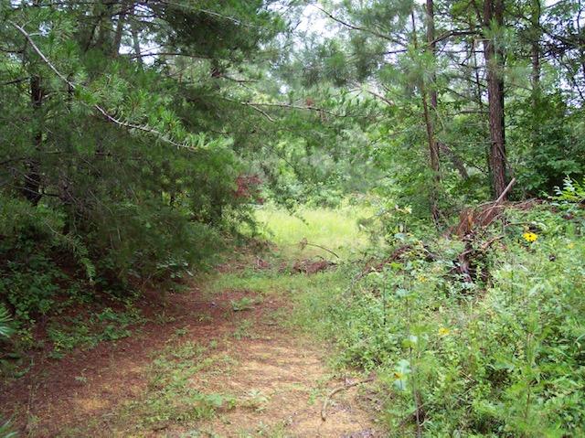 Jim McGill Road Deer Lodge, TN 37726 - Photo 16 of 40 100_1050