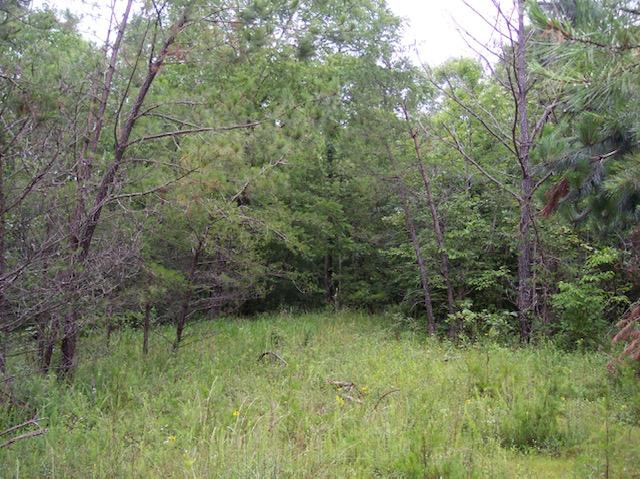 Jim McGill Road Deer Lodge, TN 37726 - Photo 17 of 40 100_1049