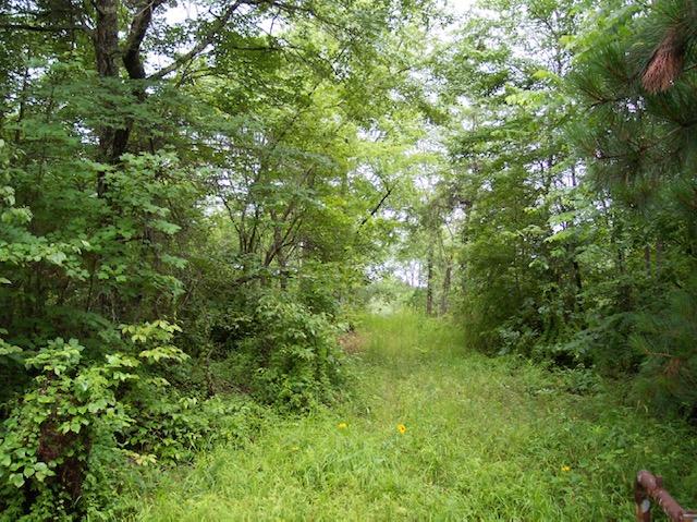 Jim McGill Road Deer Lodge, TN 37726 - Photo 19 of 40 100_1043