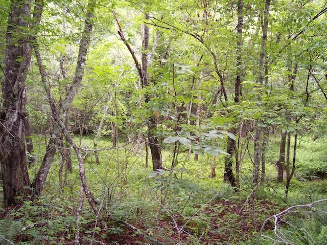 Jim McGill Road Deer Lodge, TN 37726 - Photo 25 of 40 100_1065