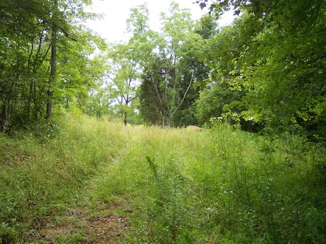 Jim McGill Road Deer Lodge, TN 37726 - Photo 28 of 40 100_1060