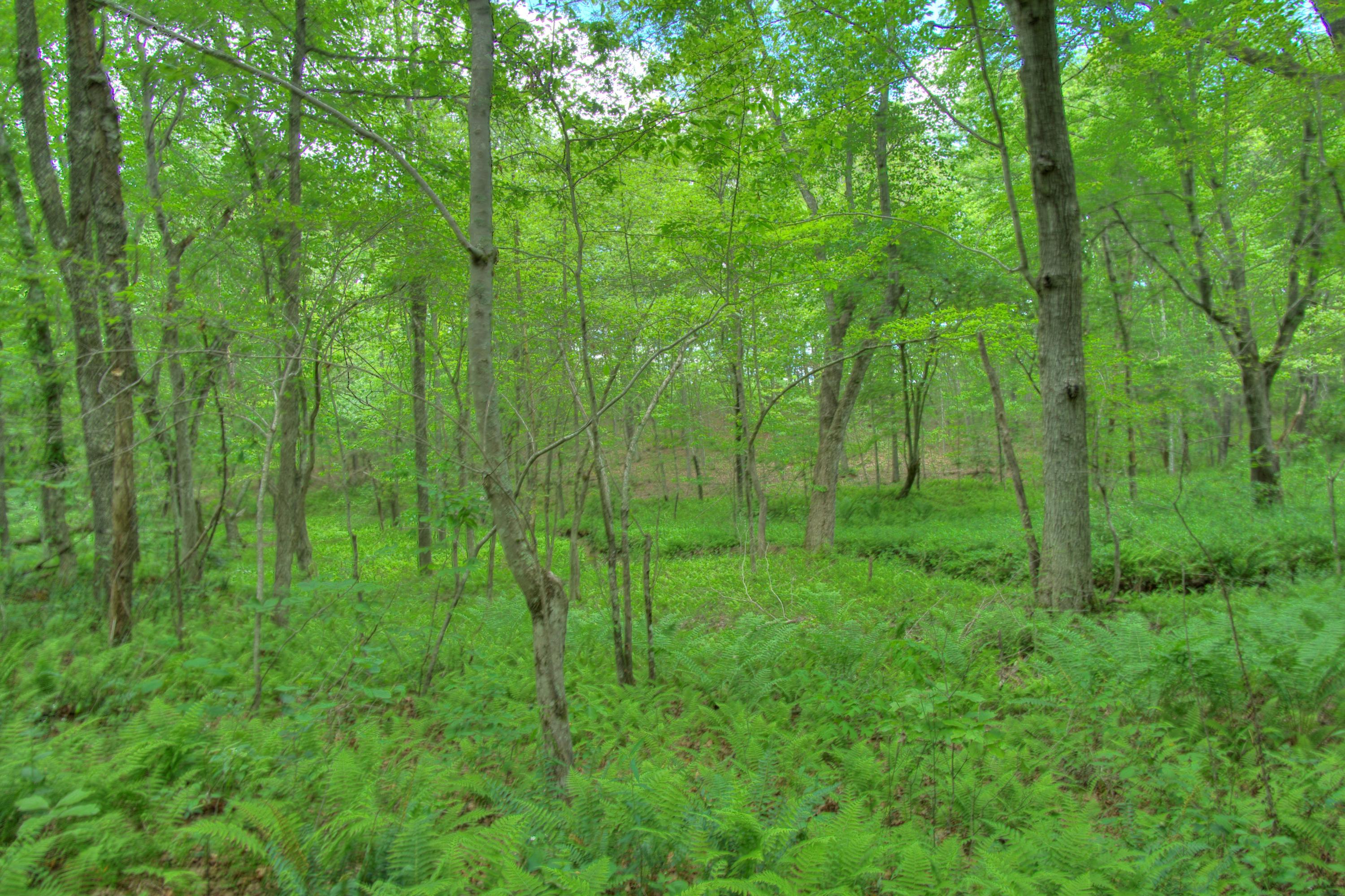 Jim McGill Road Deer Lodge, TN 37726 - Photo 32 of 40 DSC01406_7_8