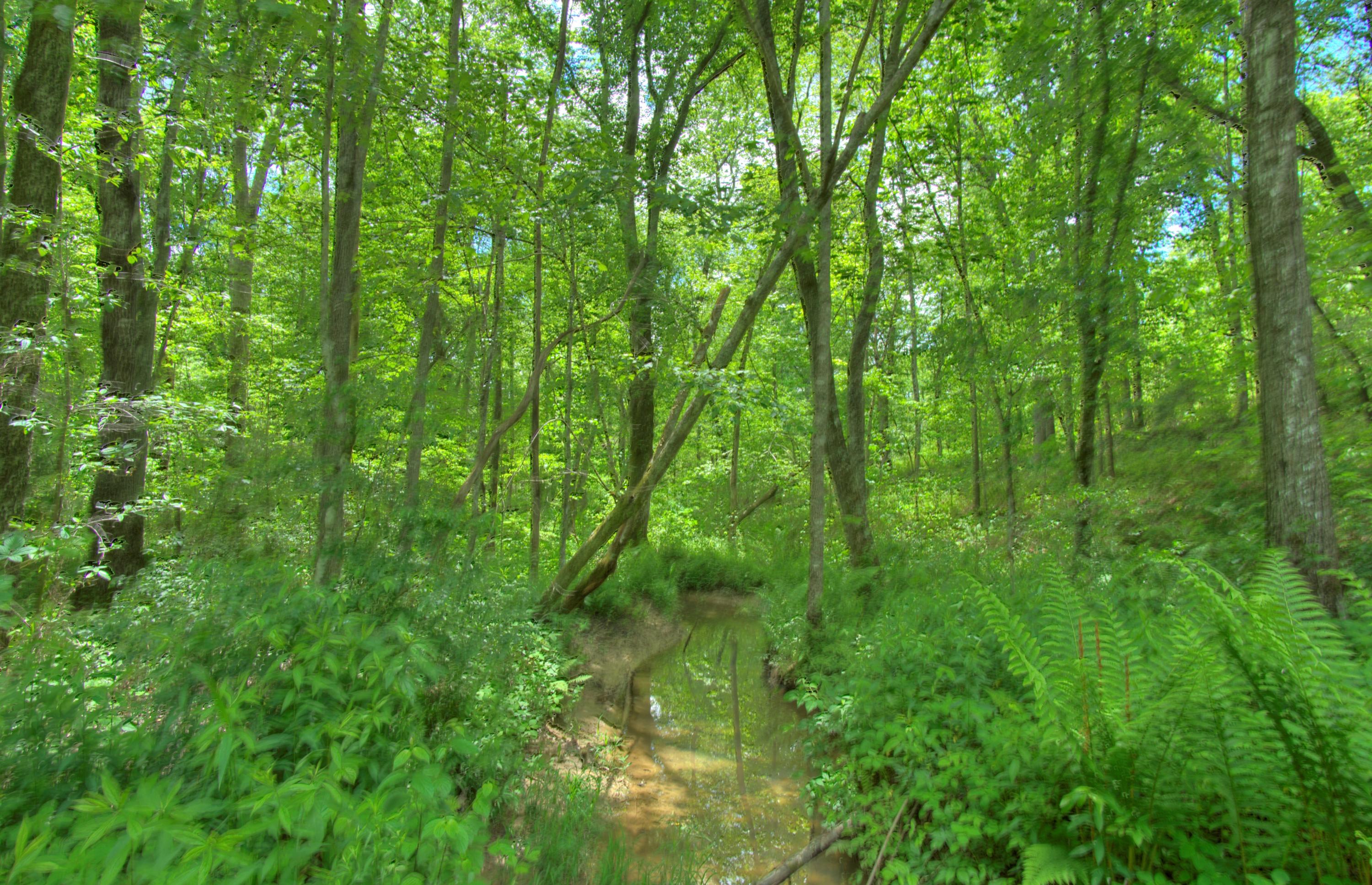 Jim McGill Road Deer Lodge, TN 37726 - Photo 33 of 40 DSC01409_10_11