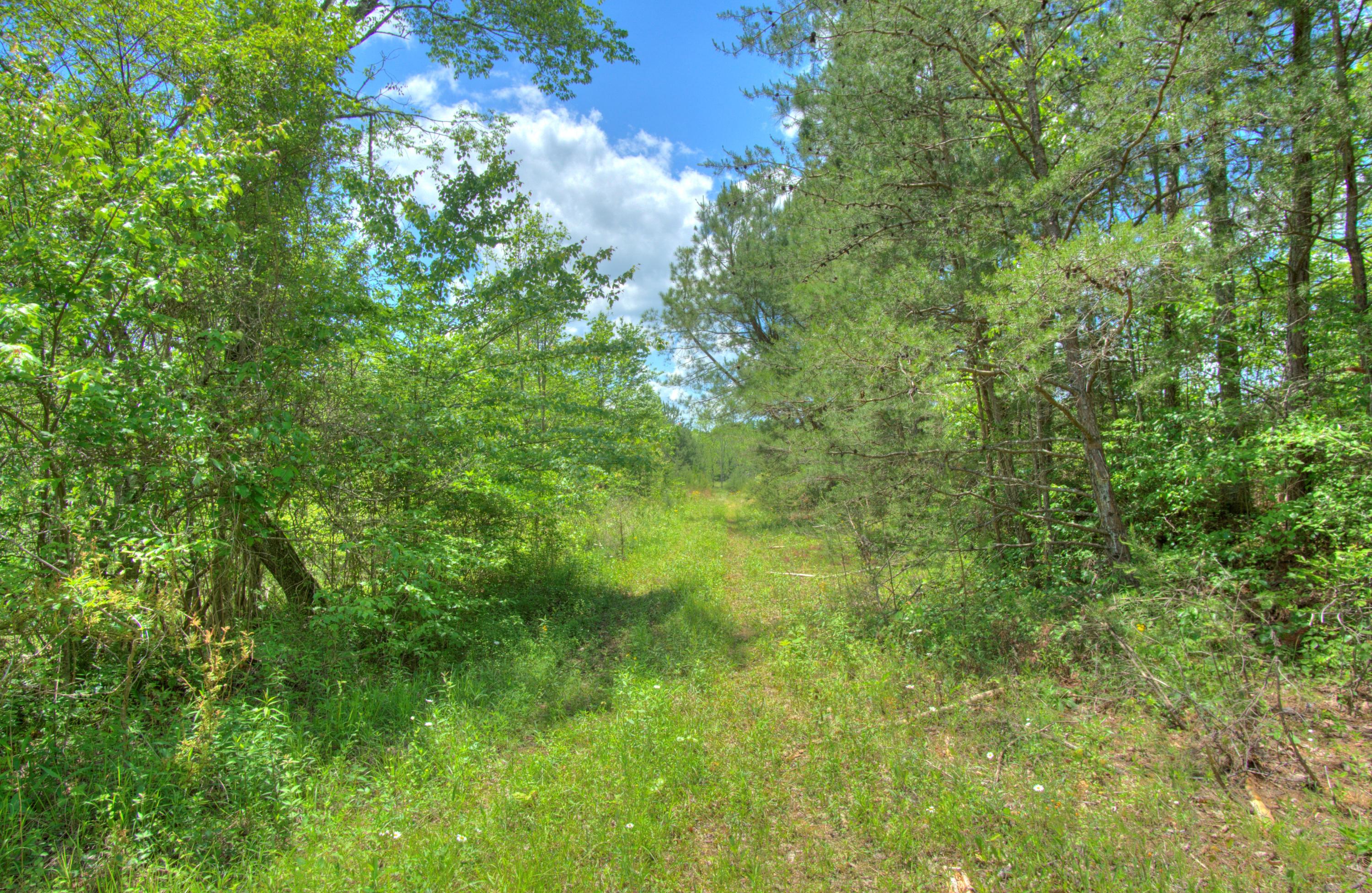 Jim McGill Road Deer Lodge, TN 37726 - Photo 38 of 40 DSC01433_4_5