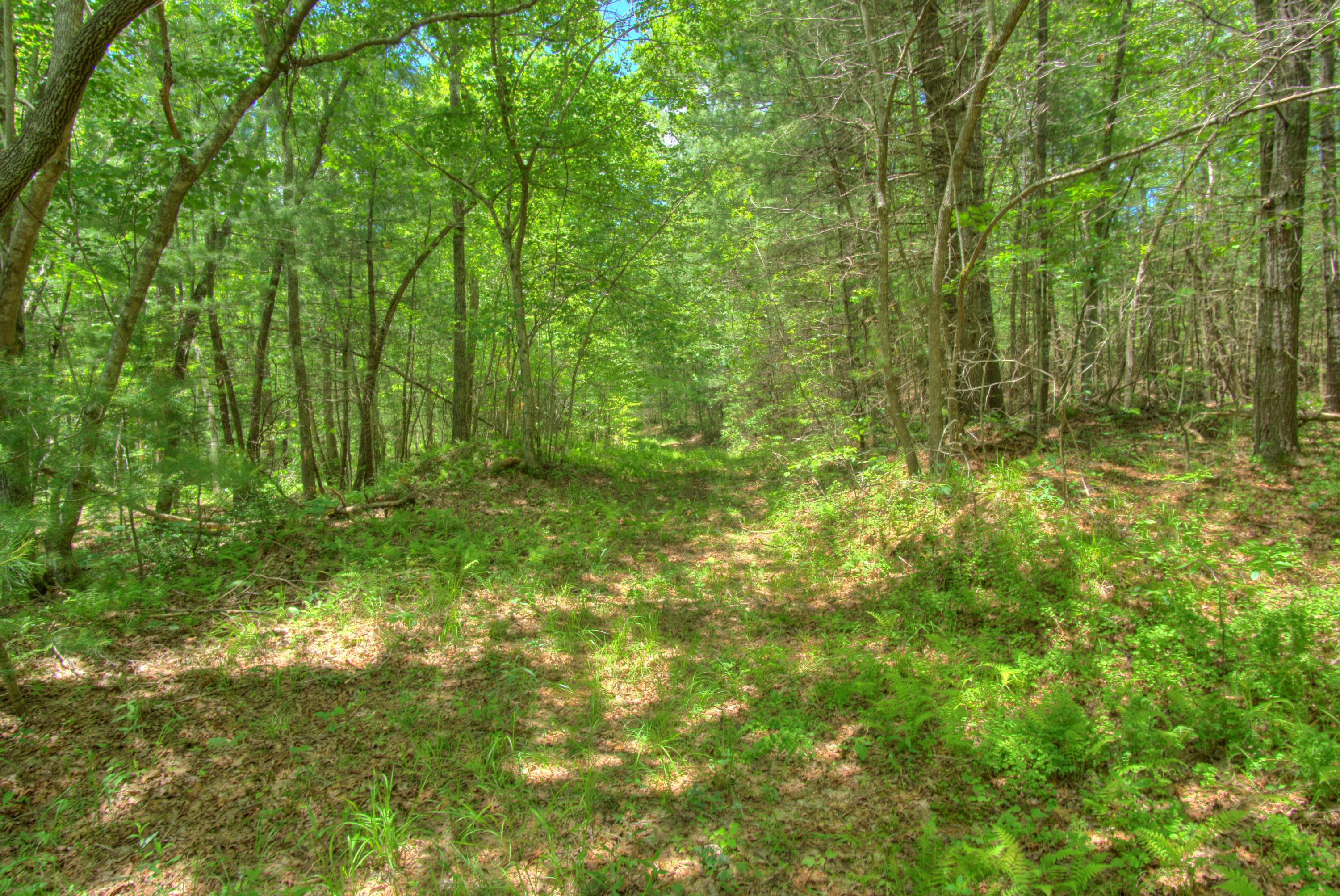 Jim McGill Road Deer Lodge, TN 37726 - Photo 39 of 40 DSC01445_6_7