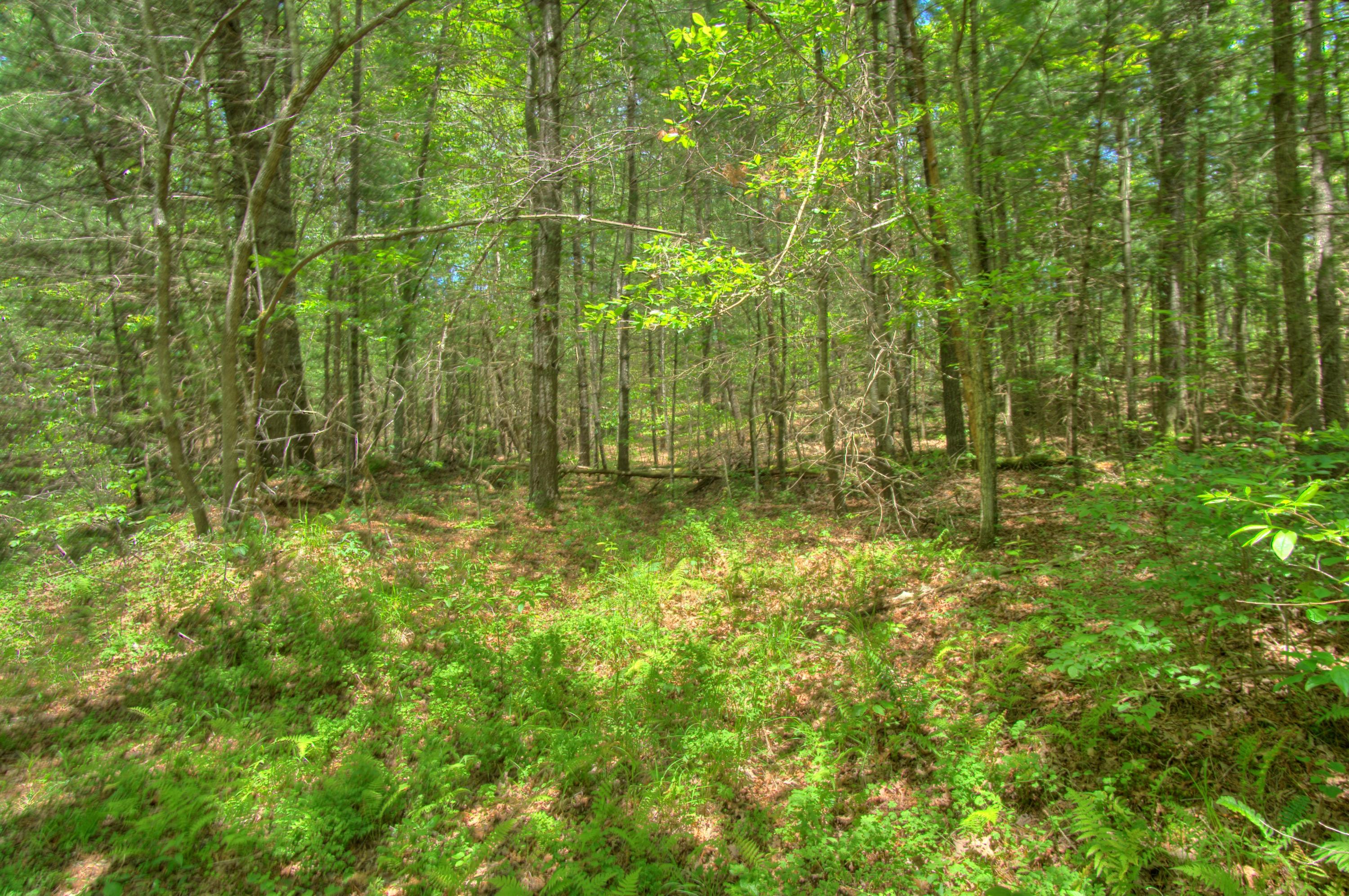 Jim McGill Road Deer Lodge, TN 37726 - Photo 40 of 40 DSC01448_49_50