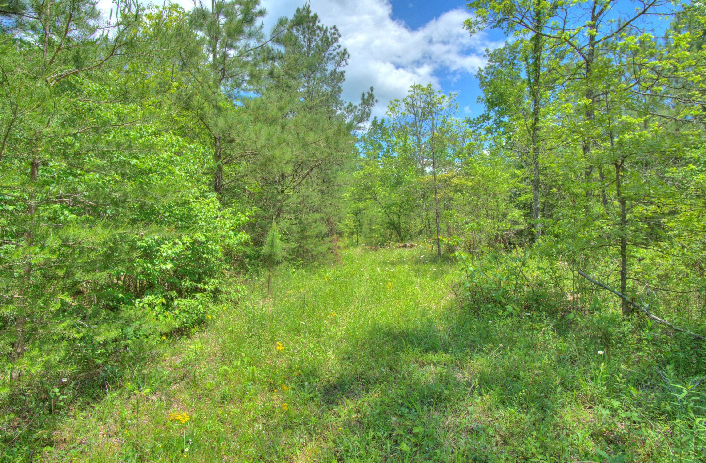 Jim McGill Road Deer Lodge, TN 37726 - Photo 6 of 40 DSC01430_1_2