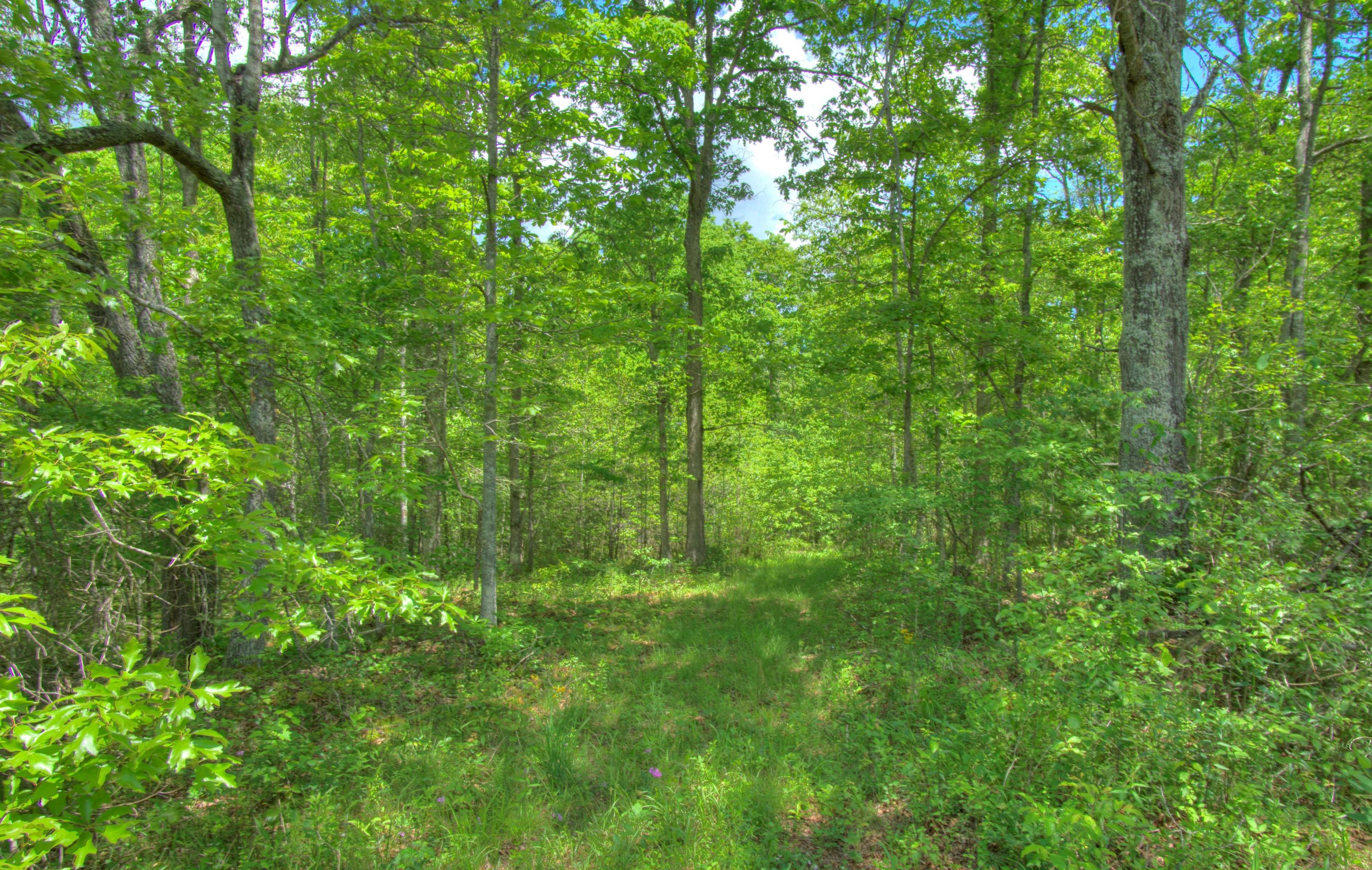 Jim McGill Road Deer Lodge, TN 37726 - Photo 7 of 40 DSC01421_2_3