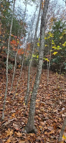 a backyard of a house with lots of trees