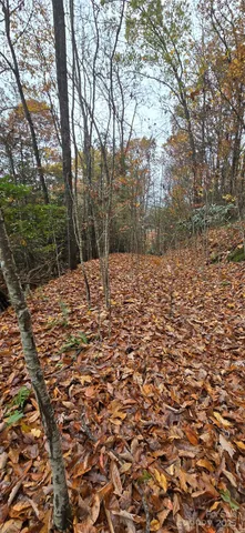 a view of a forest that has a tree