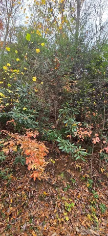 a view of a yard with a plant