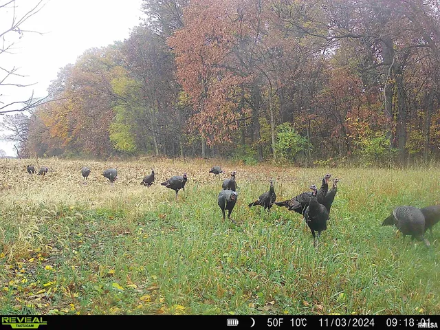 $595,000 | 1402 Knox Highway 7, Knoxville, IL 61448