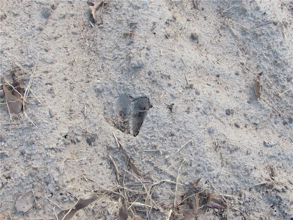 6204 Cross Swamp Road Patterson, GA 31557 - Photo 12 of 16 Deer Tracks