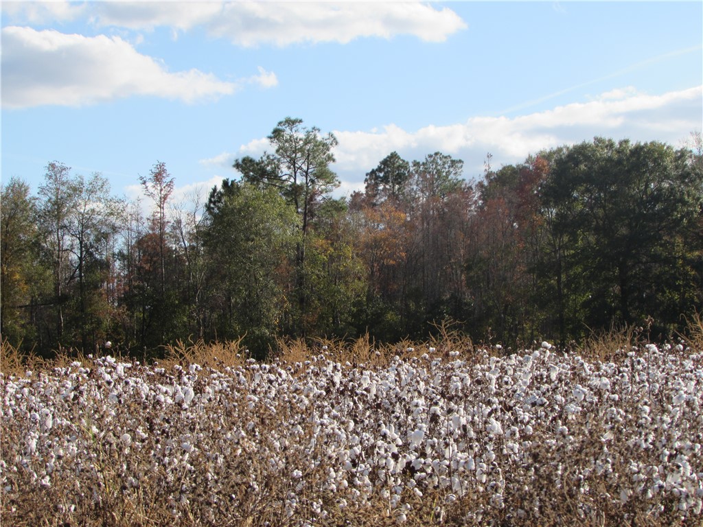 6204 Cross Swamp Road Patterson, GA 31557 - Photo 16 of 16 Down the road. Scenic countryside