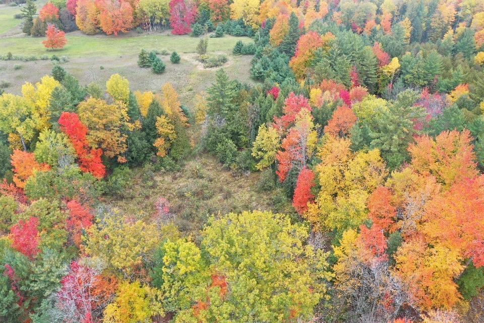 N/a Crozier Road Lupton, MI 48635 - Photo 12 of 19 1916828-11.JPG