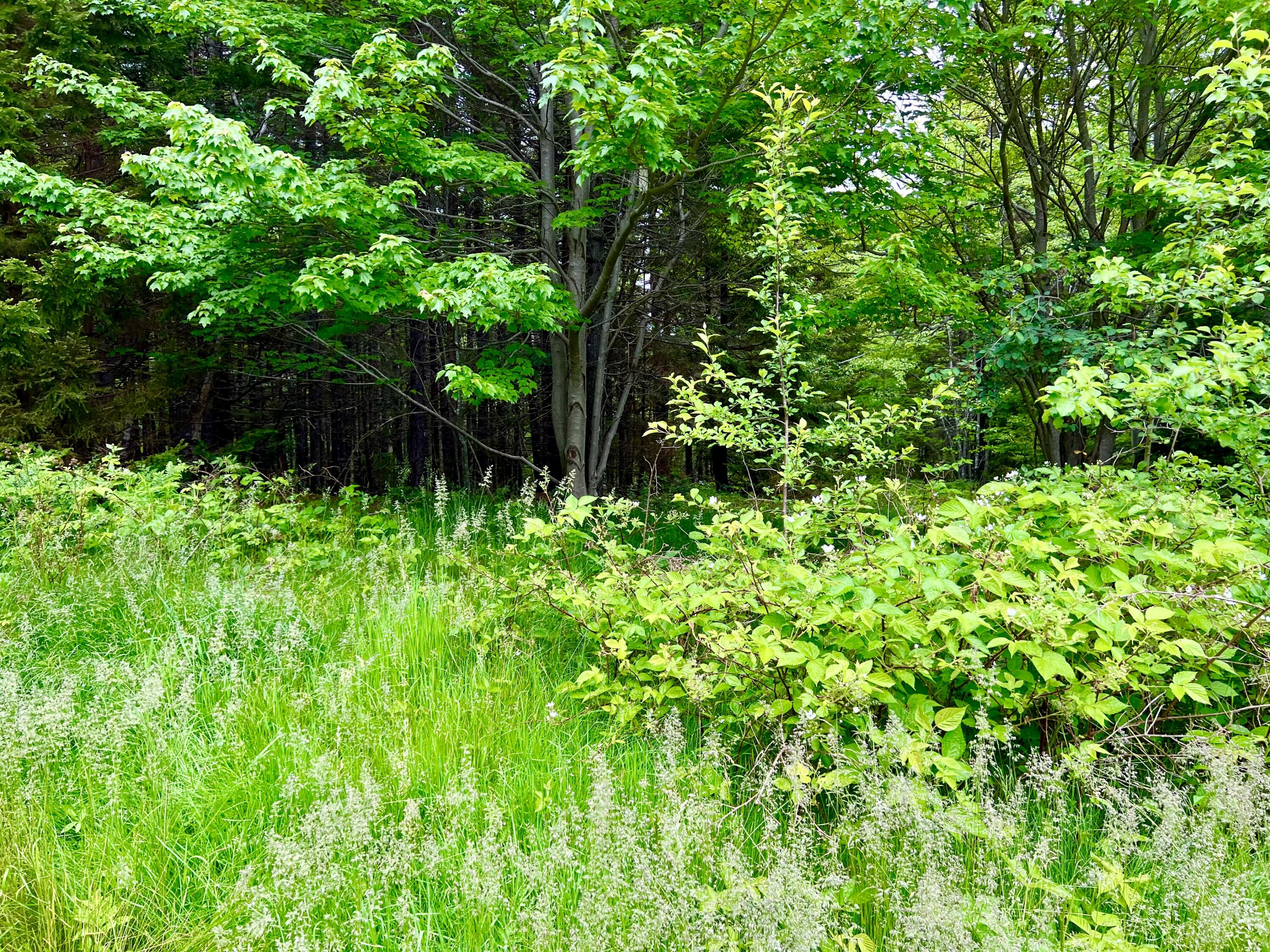 3 Elmers Way Bernard, ME 04612 - Photo 16 of 23 4 Acres