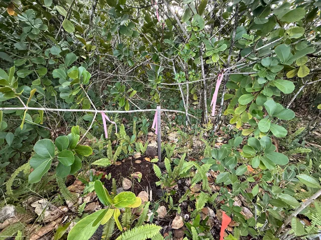a view of a garden with plants