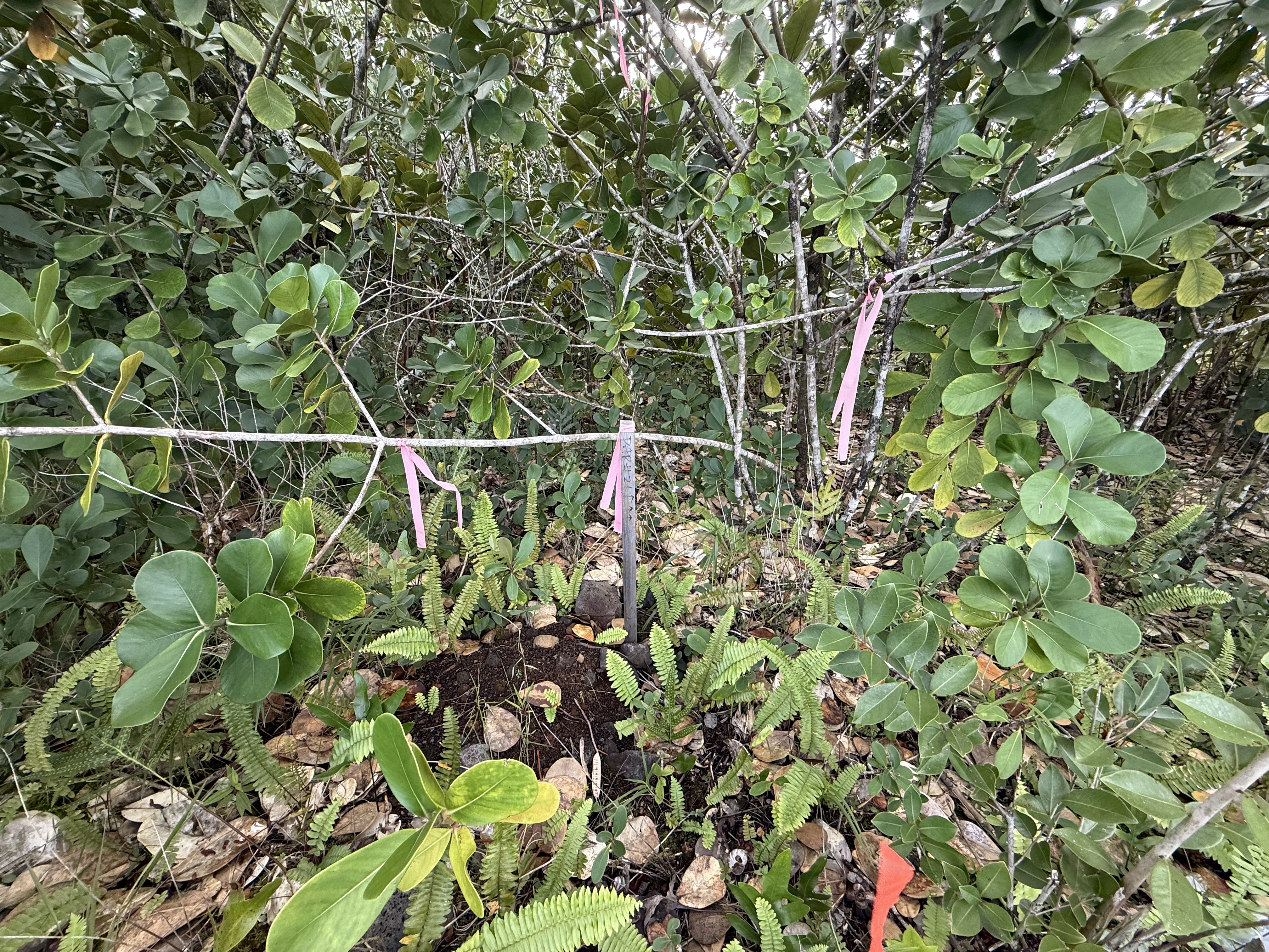 15-1576 Lot 3077 Beach Road Keaau, HI 96749 - Photo 18 of 23 a view of a plant with a plant