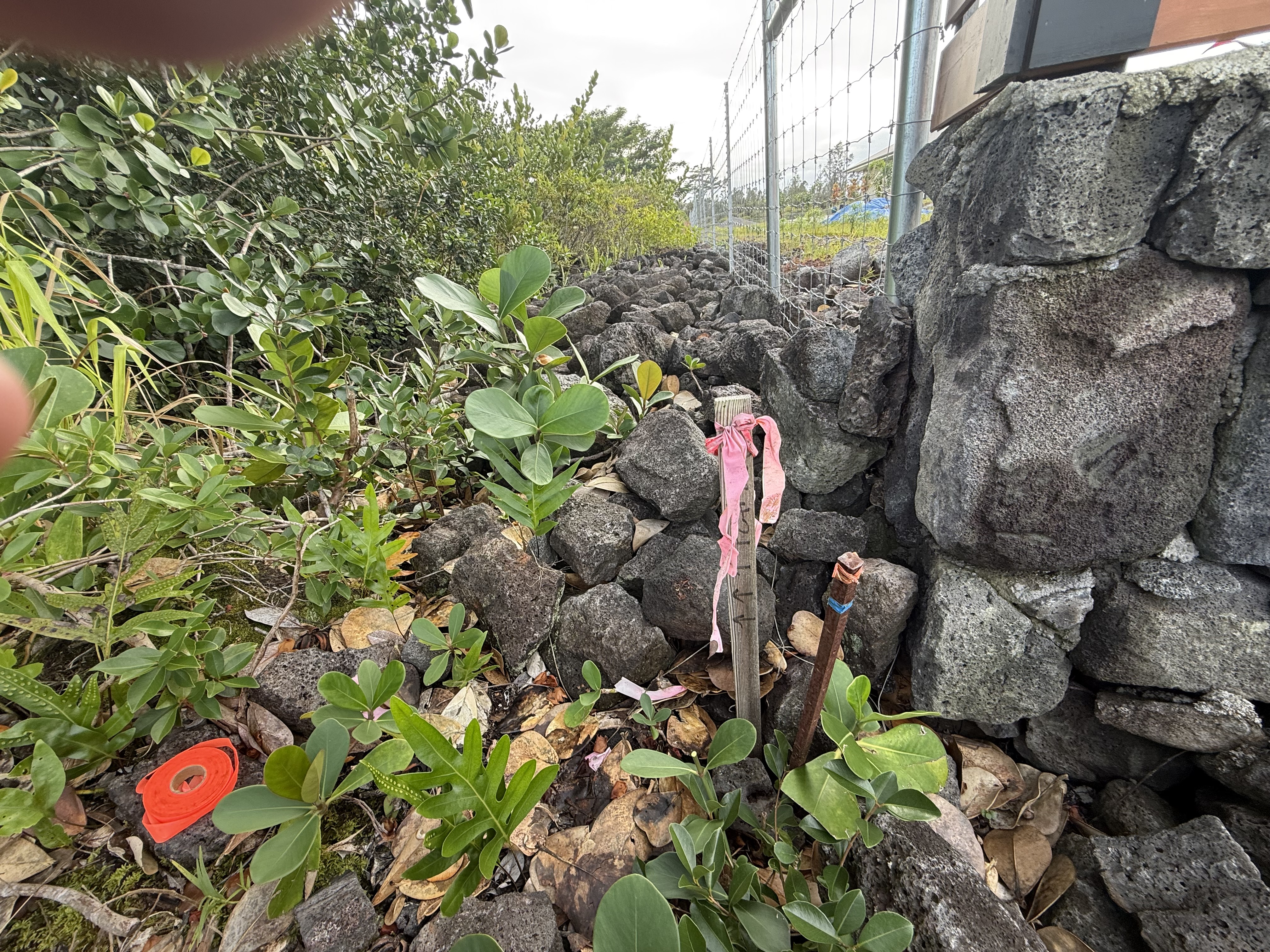 15-1576 Lot 3077 Beach Road Keaau, HI 96749 - Photo 19 of 23 a picture of flowers