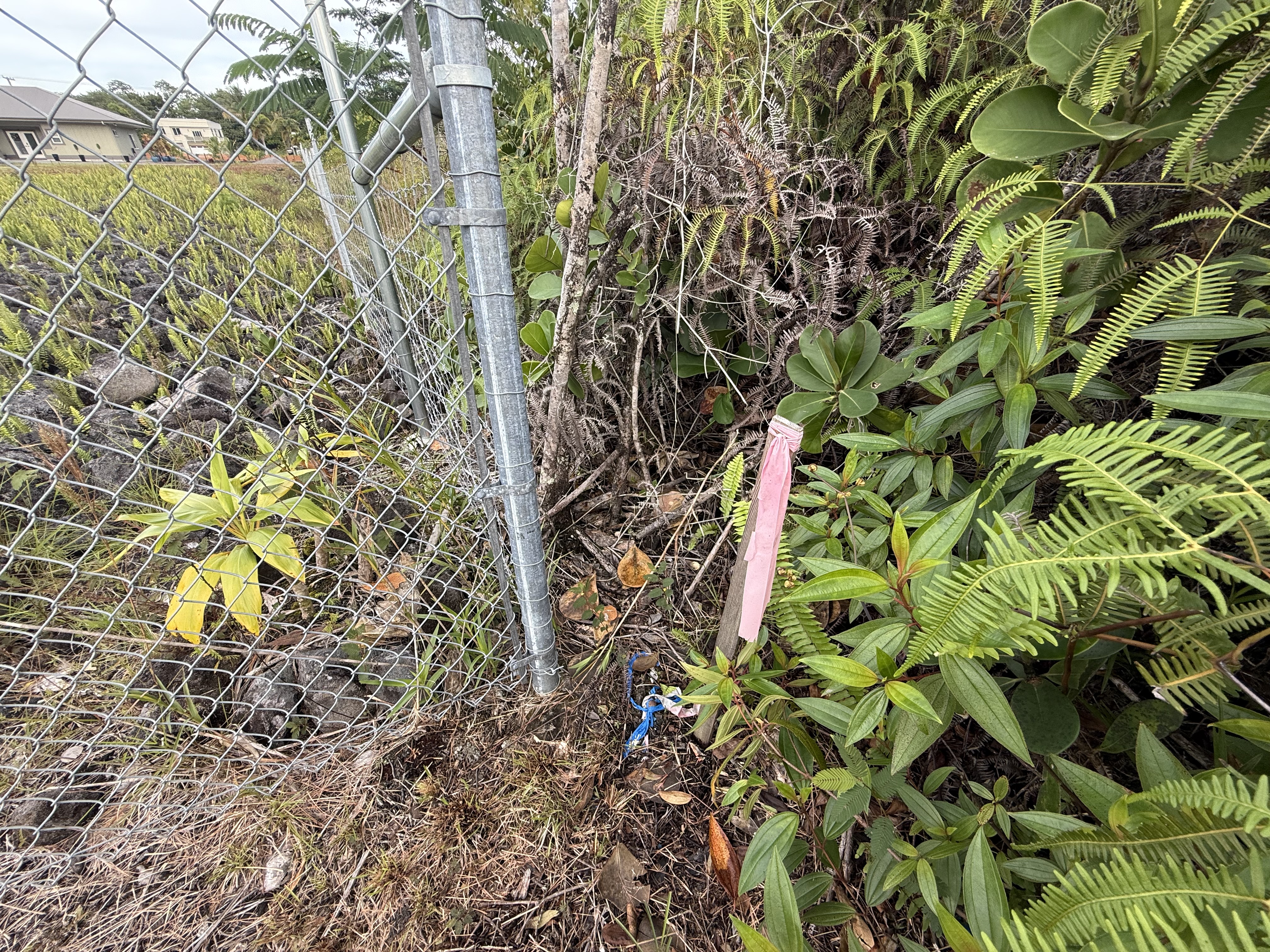 15-1576 Lot 3077 Beach Road Keaau, HI 96749 - Photo 22 of 23 a picture of a tree