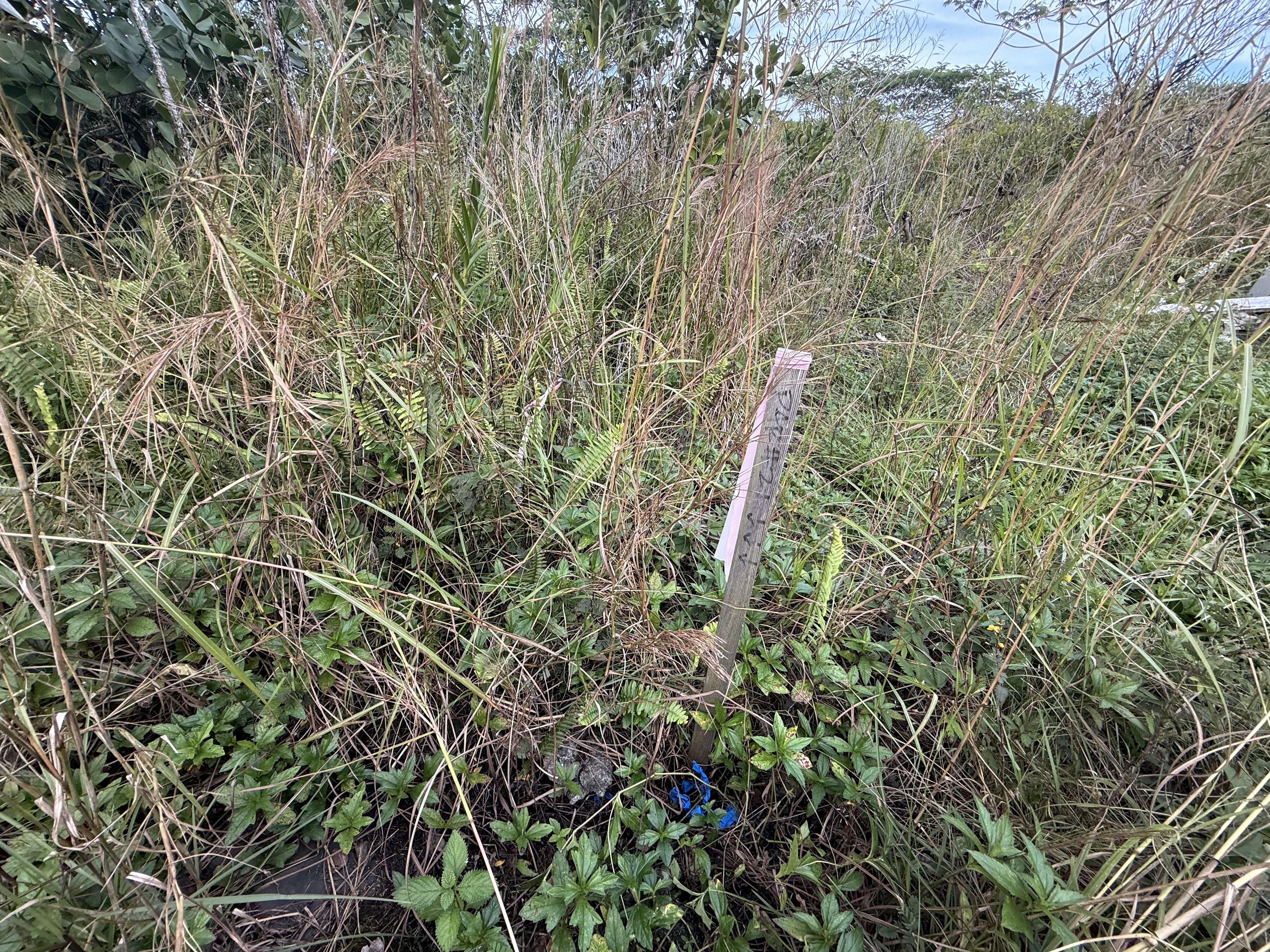 15-1576 Lot 3077 Beach Road Keaau, HI 96749 - Photo 23 of 23 a close up of a plant in a garden