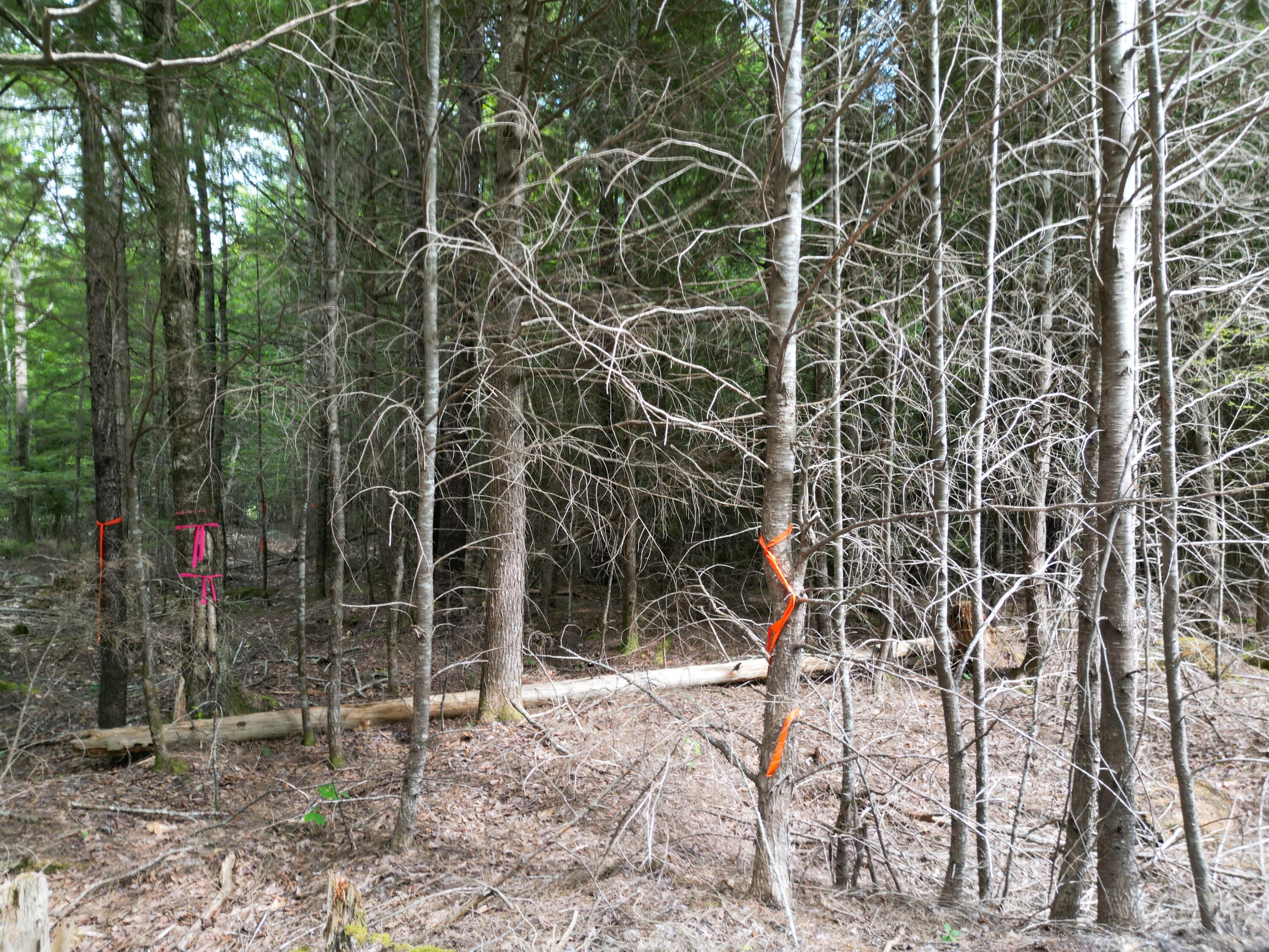 Lot 4 Off Mattamiscontis Road Howland, ME 04448 - Photo 12 of 20 DJI_0065